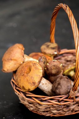 Büyük orman mantarları