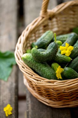 bir sepet içinde taze gevrek salatalık yakın çekim