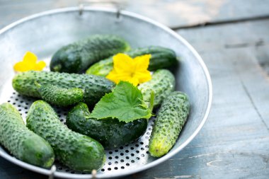 bir kevgir içinde olgunlaşmış salatalık