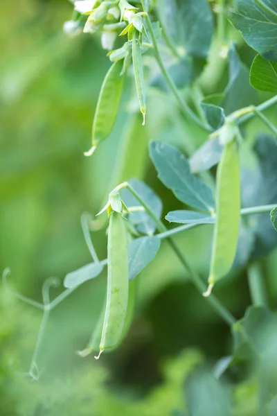 Sweet peas ripen in the garden — Stock Photo, Image