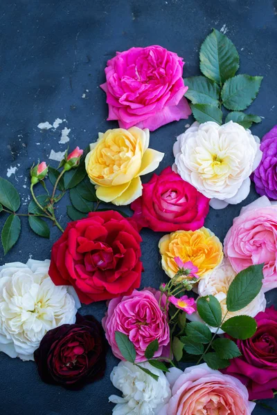 Collection of beautiful roses — Stock Photo, Image