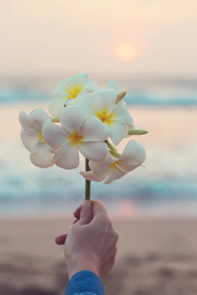 美丽的树枝, 花鸡蛋 — 图库照片