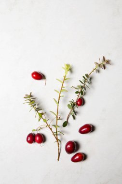 kızılcık dalları ve meyveler