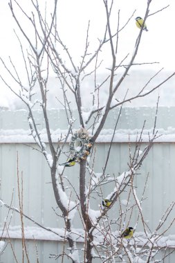 kuşlar için besleyici