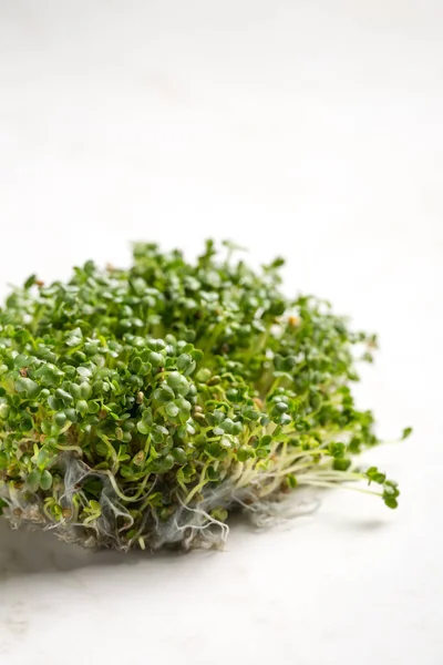 Süper yiyecek mikro yeşil hardal