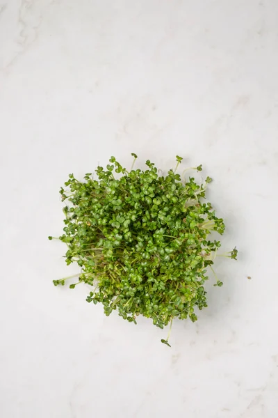 Superfood mikrogrön senap, ovanifrån — Stockfoto