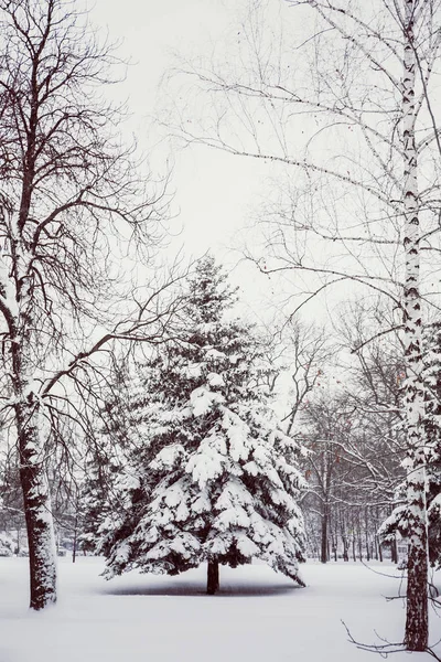 Picea nevada en el parque — Foto de Stock