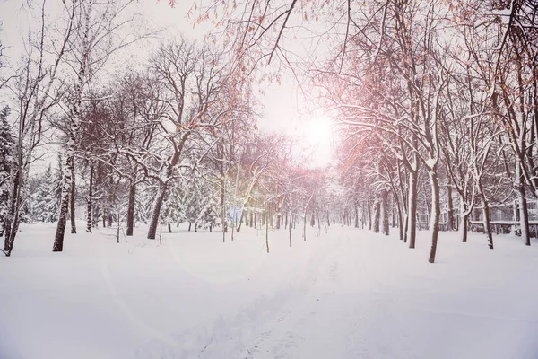 Mañana en un parque nevado — Foto de Stock