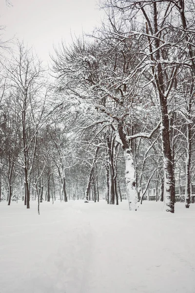 Noche nevado parque — Foto de Stock