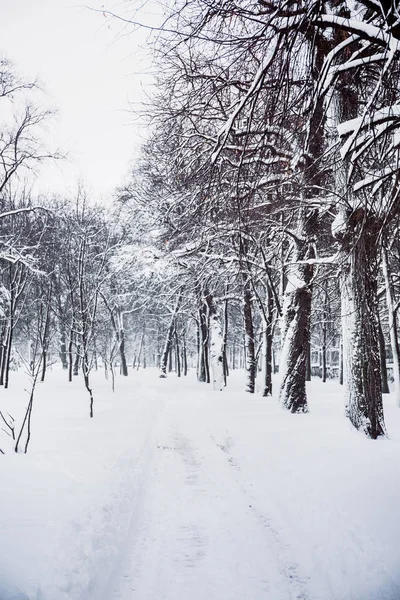 Camino nevado en el parque — Foto de Stock