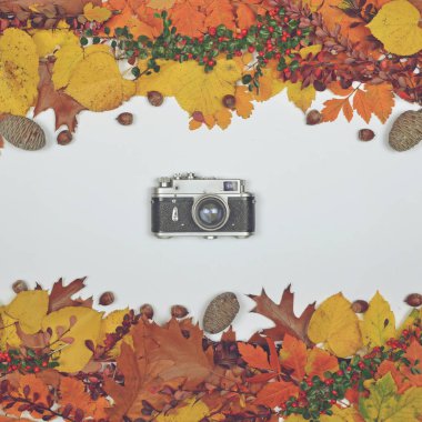 Koniler ve meşe palamudu beyaz arka plan üzerinde vintage c ile yaprak