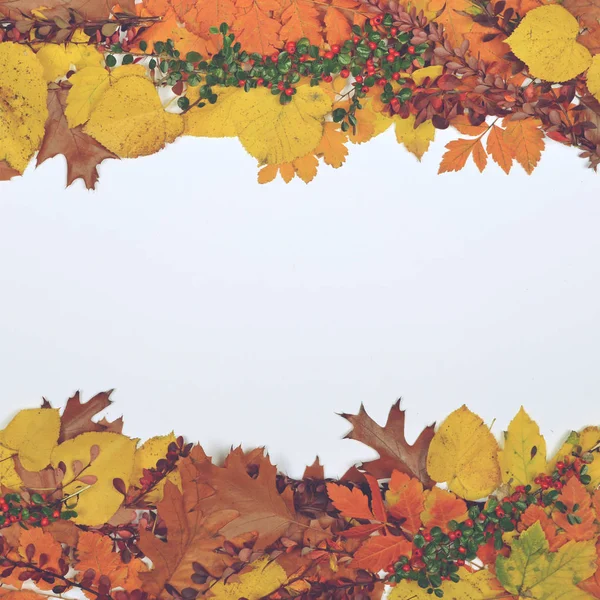 Herfstbladeren kegels en eikel op witte achtergrond - plat leggen van — Stockfoto