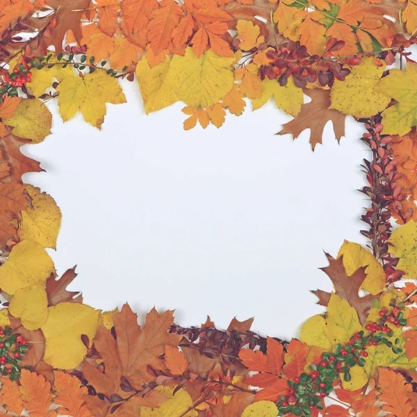 Autumn leaves cones and acorn on white background - Flat lay of — Stock Photo, Image