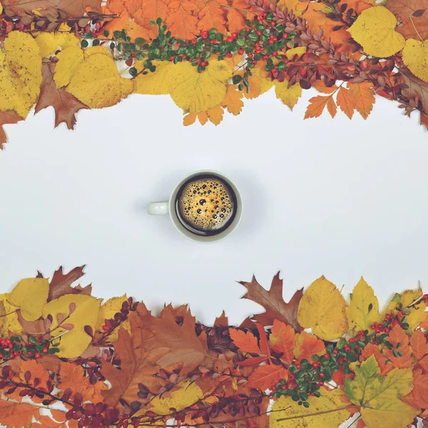 Őszi levelek kúpok és a makk-fehér alapon csésze co — Stock Fotó