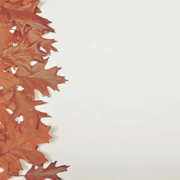 秋天的树叶在白色背景上 — — 平躺 — 图库照片