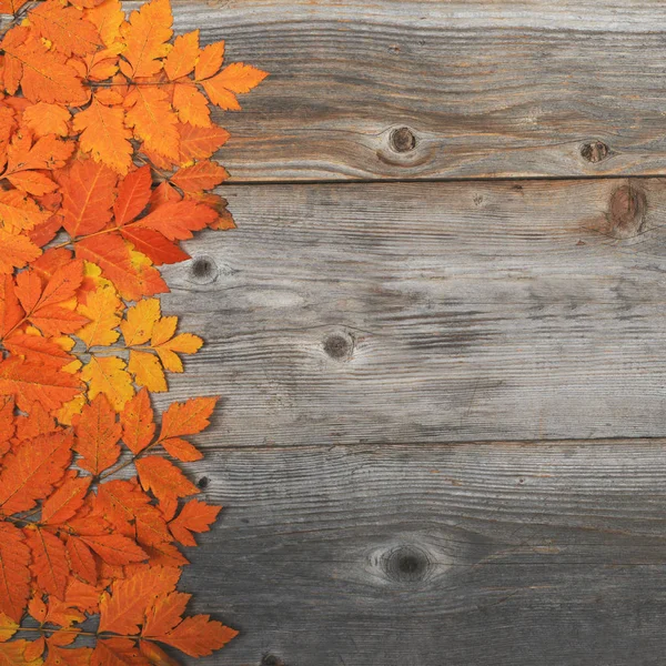 Folhas de outono em fundo de madeira - Flat lay — Fotografia de Stock