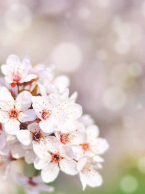 çiçek ve bokeh güzel bahar kiraz ağacı 