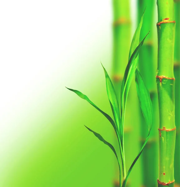 Beautiful bamboo background — Stock Photo, Image