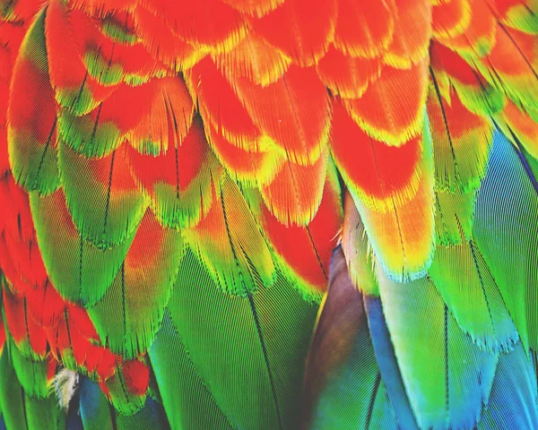 Hermosas plumas de guacamayo coloridas y detalladas —  Fotos de Stock