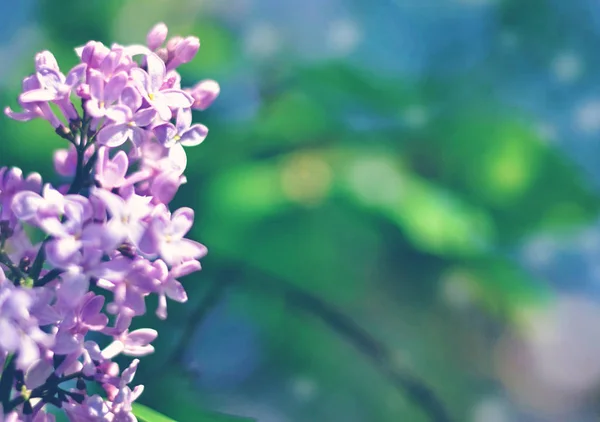 Mooie lila bloemen achtergrond met bokeh — Stockfoto