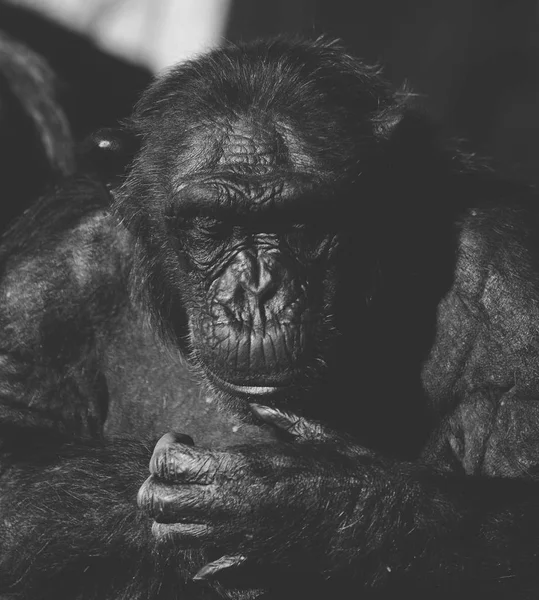 Chimpanzee monochrome portrait — Stock Photo, Image