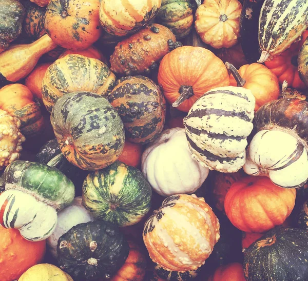 Decorative autumnal pumpkins background - Autumn colors — Stock Photo, Image