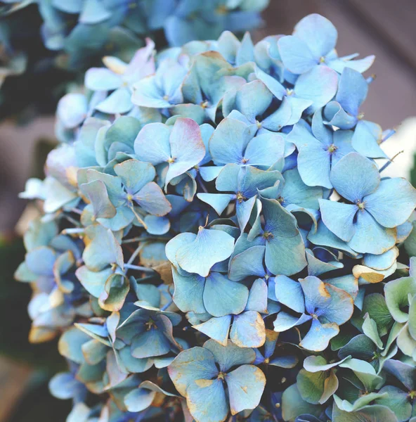 Immagine sognante del fiore di ortensia — Foto Stock