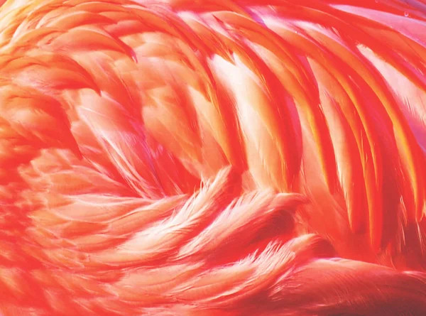 Flamant rose belle texture de plumes — Photo