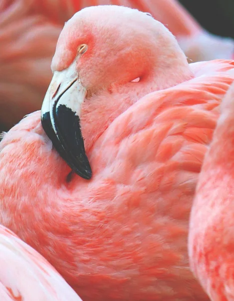 Magnifique portrait Flamingo — Photo
