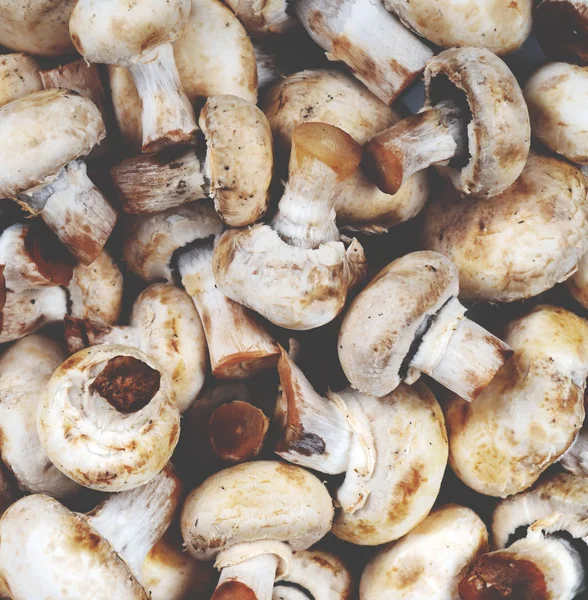 Fresh mushrooms background — Stock Photo, Image