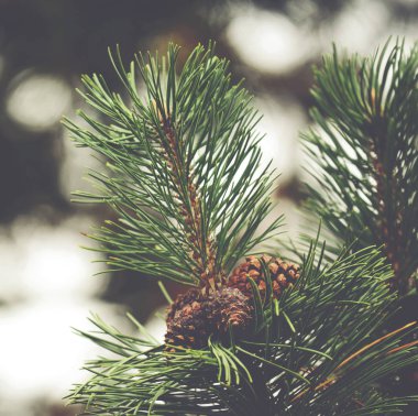 çam ağacı ve koniler portre