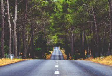 Yol ortasında orman