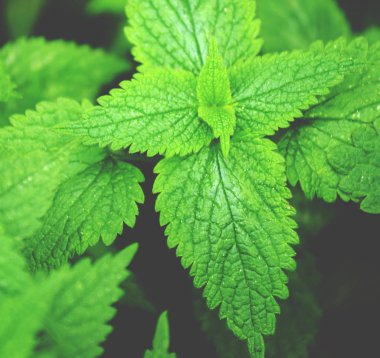 ısırgan otu yakın çekim