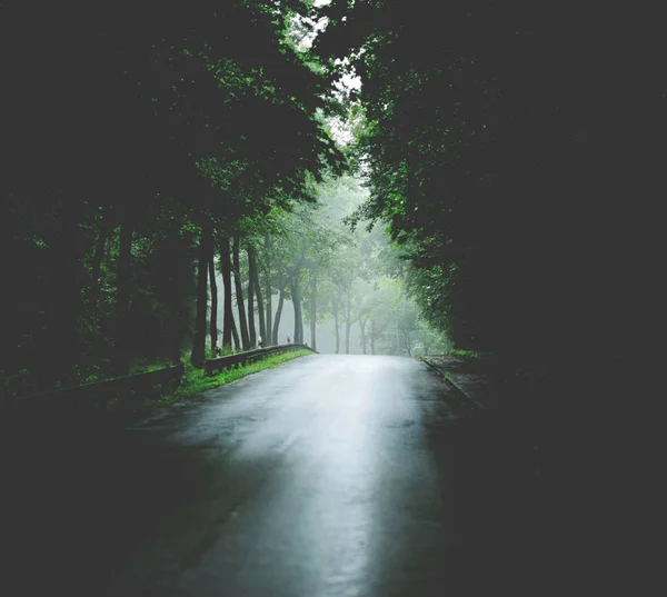 Bosque verde y camino lluvioso —  Fotos de Stock