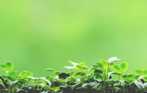 Grüne Blätter gegen grünen natürlichen Hintergrund — Stockfoto