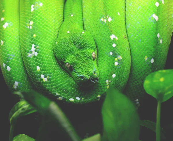 Groene boom python — Stockfoto