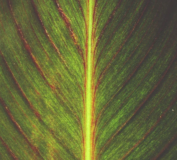 녹색 잎의 개요 — 스톡 사진