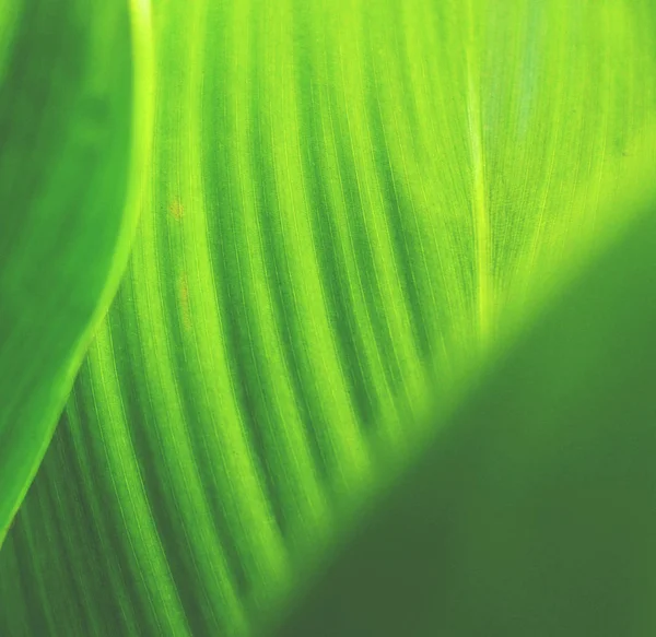 Astratto di foglia verde — Foto Stock