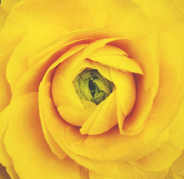 Macro of yellow tulip - Top view — Stock Photo, Image