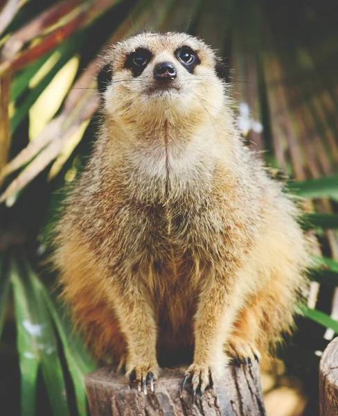 Portret Meerkat z bliska — Zdjęcie stockowe