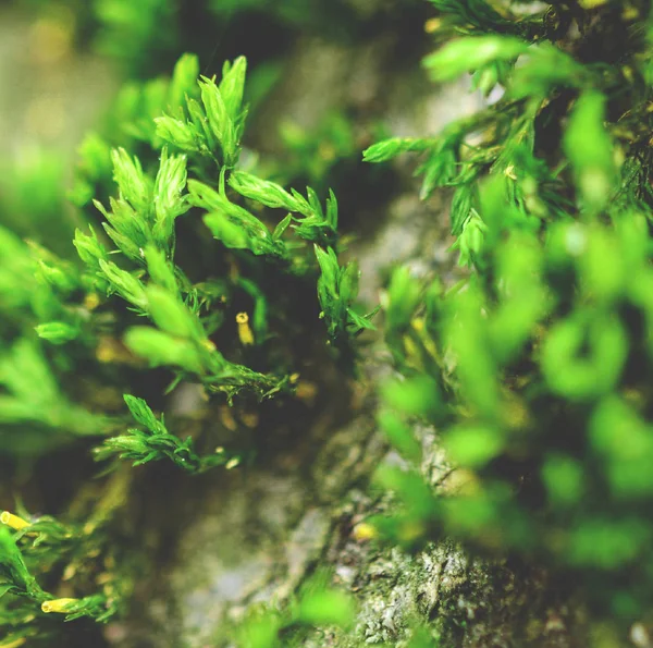 Moss texture background — Stock Photo, Image