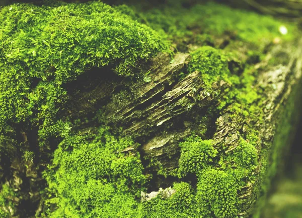 Moss textura fundo — Fotografia de Stock