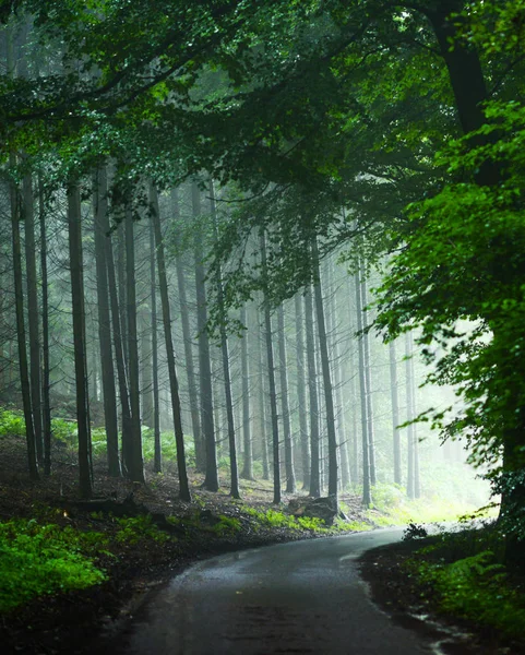 Wunderschöner mystischer Wald — Stockfoto