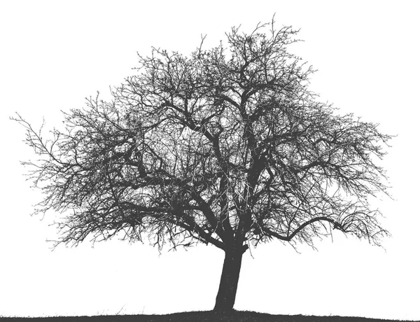 白で隔離の裸のオークの木のシルエット — ストック写真