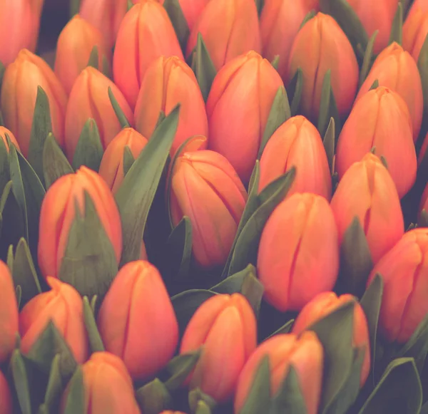 Tulipani arancioni primo piano — Foto Stock