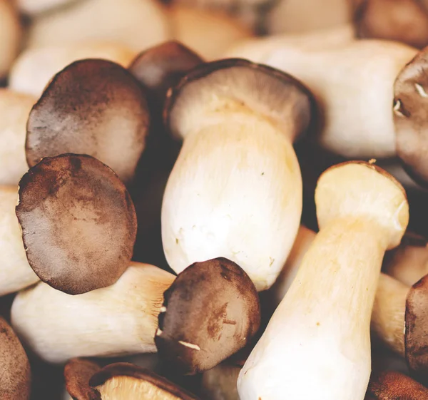 Pile of fresh mushrooms — Stock Photo, Image