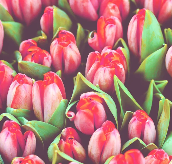 Roze tulpen boeket — Stockfoto