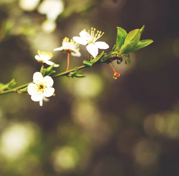 梅の花をクローズ アップ — ストック写真