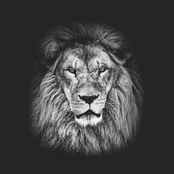 Portrait of huge beautiful male African lion against black background in black and white matte tone