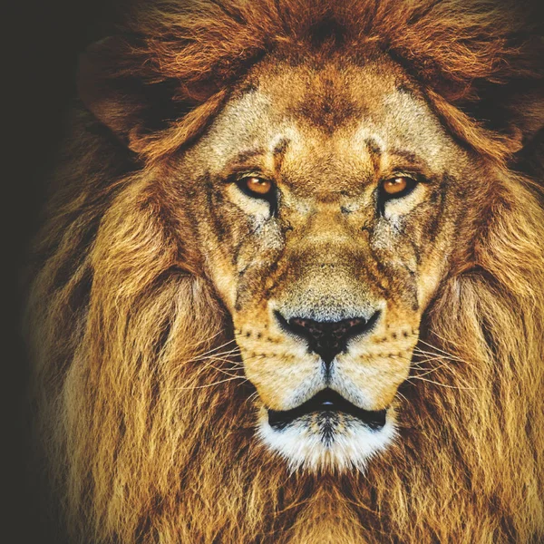 Portrait of huge beautiful male African lion against black backg — Stock Photo, Image